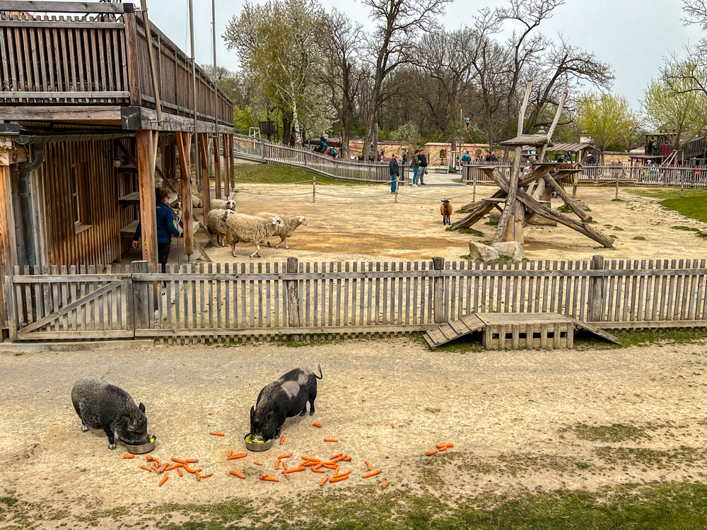 Zámok Schloss Hof - Zámocká mini zoo