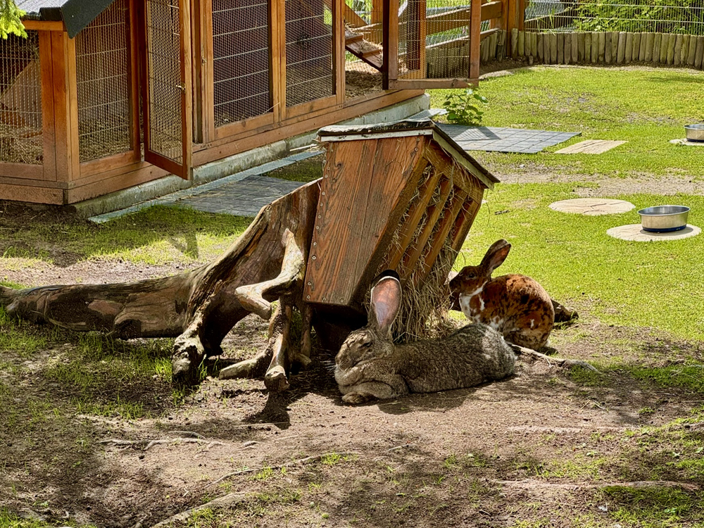 Zakopane mini zoo