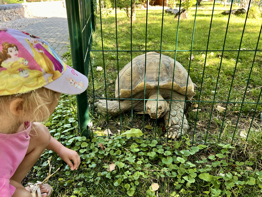 Korytnačka